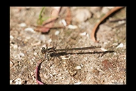 PhotoID: AusDa557. Stream Flatwing (Miniargiolestes minimus) - female