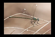 PhotoID: AusDa514. Stream Flatwing (Miniargiolestes minimus) - female