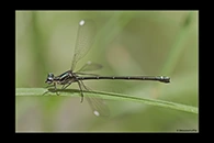 PhotoID: AusDa518. Stream Flatwing (Miniargiolestes minimus) - female