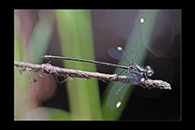 PhotoID: AusDa519. Stream Flatwing (Miniargiolestes minimus) - male