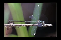 PhotoID: AusDa520. Stream Flatwing (Miniargiolestes minimus) - male