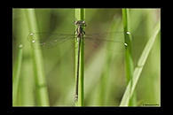 PhotoID: AusDa540. Stream Flatwing (Miniargiolestes minimus) - male