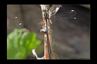 PhotoID: AusDa541. Stream Flatwing (Miniargiolestes minimus) - male