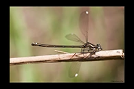 PhotoID: AusDa542. Stream Flatwing (Miniargiolestes minimus) - female