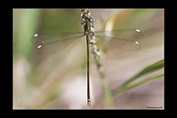 PhotoID: AusDa544. Stream Flatwing (Miniargiolestes minimus) - male