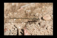 PhotoID: AusDa558. Stream Flatwing (Miniargiolestes minimus) - male