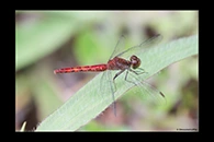 PhotoID: AusDr309. Nannodiplax rubra - female