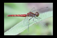 PhotoID: AusDr312. Nannodiplax rubra - female