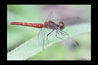 PhotoID: AusDr313. Nannodiplax rubra - female