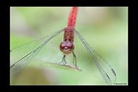 PhotoID: AusDr317. Nannodiplax rubra - female