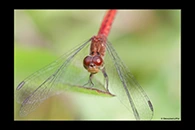 PhotoID: AusDr318. Nannodiplax rubra - female