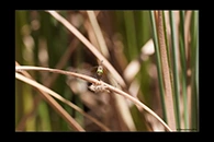 PhotoID: AusDr398. Nannophlebia injibandi - female