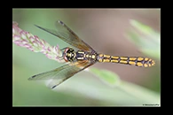 PhotoID: AusDr697. Eastern Pygmyfly (Nannophya dalei) - female