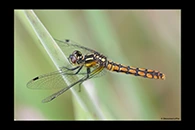 PhotoID: AusDr700. Eastern Pygmyfly (Nannophya dalei) - female