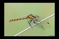 PhotoID: AusDr701. Eastern Pygmyfly (Nannophya dalei) - female