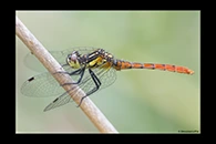 PhotoID: AusDr706. Eastern Pygmyfly (Nannophya dalei) - male