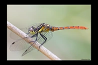 PhotoID: AusDr707. Eastern Pygmyfly (Nannophya dalei) - male