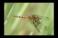 PhotoID: AusDr709. Eastern Pygmyfly (Nannophya dalei) - female