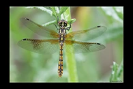 PhotoID: AusDr714. Eastern Pygmyfly (Nannophya dalei) - female