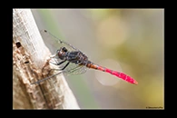 PhotoID: AusDr719. Eastern Pygmyfly (Nannophya dalei) - male