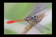 PhotoID: AusDr720. Eastern Pygmyfly (Nannophya dalei) - male