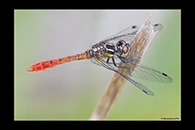 PhotoID: AusDr721. Eastern Pygmyfly (Nannophya dalei) - male