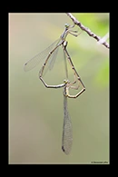PhotoID: AusDa416. Southern Pinfly (Neosticta canescens) - copula