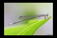 PhotoID: AusDa431. Southern Pinfly (Neosticta canescens) - male