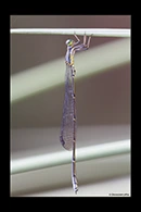 PhotoID: AusDa432. Southern Pinfly (Neosticta canescens) - male