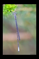 PhotoID: AusDa436. Southern Pinfly (Neosticta canescens) - male