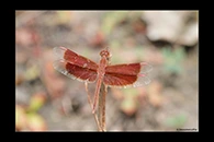 PhotoID: AusDr255. Painted Grasshawk (Neurothemis stigmatizans) - male