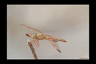 PhotoID: AusDr264. Painted Grasshawk (Neurothemis stigmatizans) - female