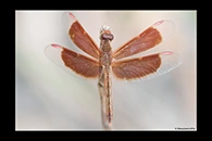 PhotoID: AusDr266. Painted Grasshawk (Neurothemis stigmatizans) - male