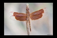 PhotoID: AusDr268. Painted Grasshawk (Neurothemis stigmatizans) - male