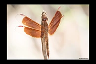PhotoID: AusDr269. Painted Grasshawk (Neurothemis stigmatizans) - male