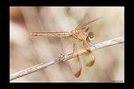 PhotoID: AusDr270. Painted Grasshawk (Neurothemis stigmatizans) - female