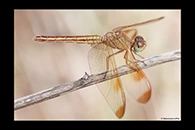 PhotoID: AusDr271. Painted Grasshawk (Neurothemis stigmatizans) - female