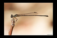 PhotoID: AusDa441. Nososticta liveringa - female