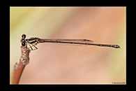 PhotoID: AusDa442. Nososticta liveringa - female