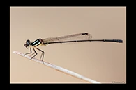 PhotoID: AusDa444. Nososticta liveringa - male