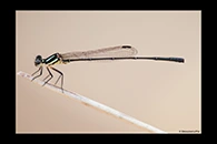 PhotoID: AusDa446. Nososticta liveringa - male