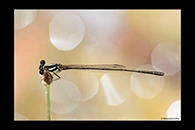 PhotoID: AusDa463. Nososticta liveringa - male