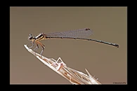 PhotoID: AusDa482. Nososticta liveringa - female