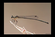 PhotoID: AusDa484. Nososticta liveringa - female