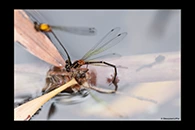 PhotoID: AusDa494. Pilbara Threadtail (Nososticta pilbara) - tandem