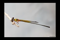 PhotoID: AusDa495. Pilbara Threadtail (Nososticta pilbara) - male