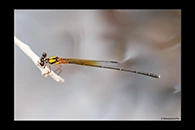 PhotoID: AusDa496. Pilbara Threadtail (Nososticta pilbara) - male