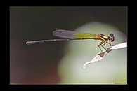 PhotoID: AusDa497. Pilbara Threadtail (Nososticta pilbara) - male