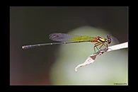 PhotoID: AusDa498. Pilbara Threadtail (Nososticta pilbara) - male