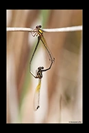 PhotoID: AusDa499. Pilbara Threadtail (Nososticta pilbara) - copula